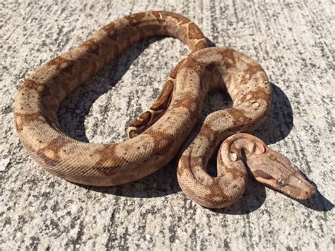 Baby Hog Island Boas. CB. Size: 18 - 28". Species: Boa constrictor imperator. Subscribe to be notified when this product is restocked. Check the box below. Enter your email. Subscribe. 